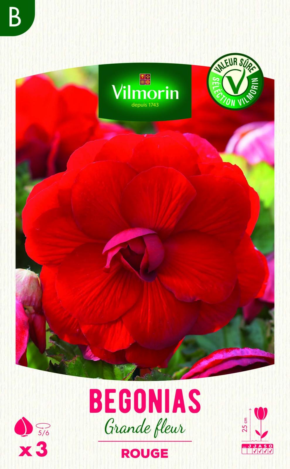 Bégonia Grande Fleur Rouge Éclat et couleur pour votre jardin — free download